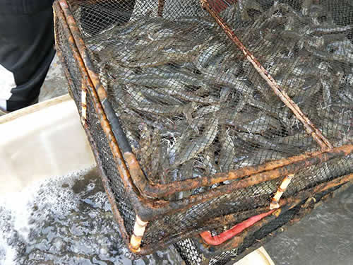 捕蝦現(xiàn)場(chǎng)12