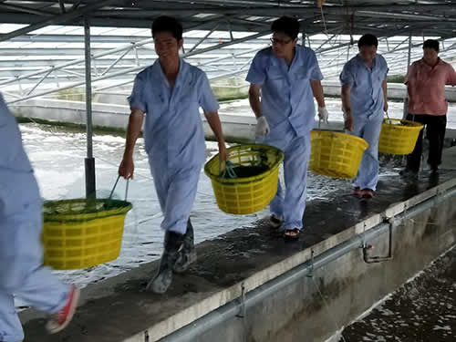 捕蝦現(xiàn)場05