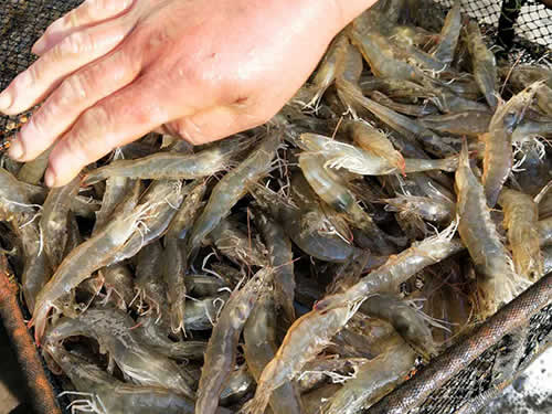 捕蝦現(xiàn)場(chǎng)11